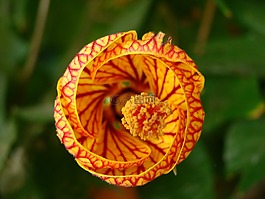 花,橙色,红色