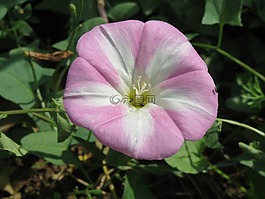 convolvus荬,田旋花,特写