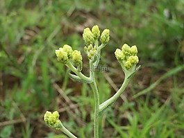蜡菊蓬,矮的everlast,蜡菊