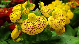 杓calceolus,美,花