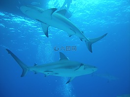 跳水,潜水,拿骚