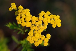 wrotycz,草本,禁止
