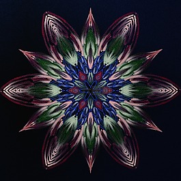 曼陀罗,花,性质