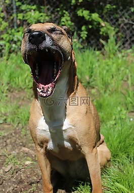 狗,救援,打哈欠