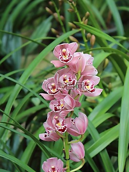兰花,花,春色
