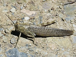 蝗虫,龙虾,orthopteron