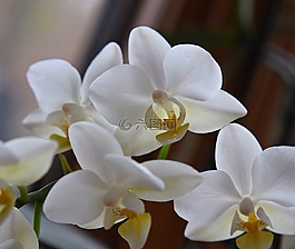 蝴蝶兰杂交,蝴蝶兰,兰花