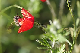 罂粟,花,蜜蜂