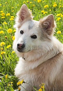 狗,莱卡,西伯利亚