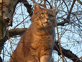 猫,灰色,只灰色的猫