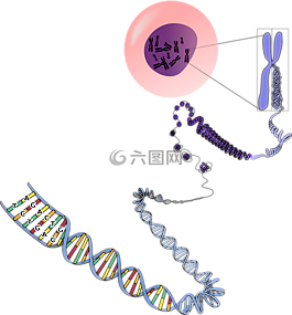 遗传学,染色体,rna