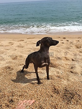 arenys de mar,意大利 lebrel 短笛大魔王,巴利阿里
