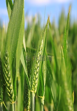 小麦,epi,玉米穗
