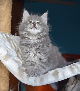 猫,灰色的皮毛,宠物