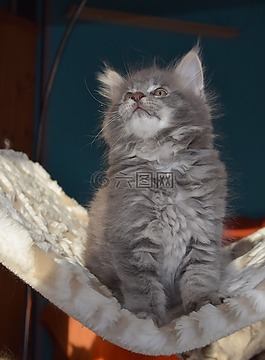 猫,灰色的皮毛,宠物