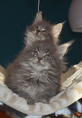 猫,灰色的皮毛,宠物