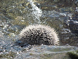 海胆,海洋,自然