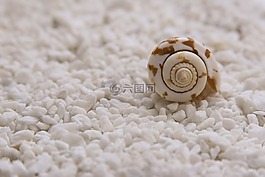 贻贝,贝壳,安静的