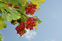 灌木,红果实,性质