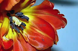 郁金香,开花,一节