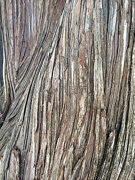 纹理,木材,自然