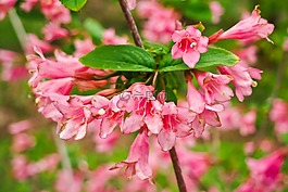 weigelien,开花,双色彩