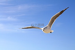 鸥,天空,蓝色