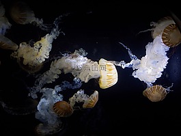 水母,水族馆,kamo水族馆