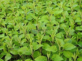 brennessel,野草,草药