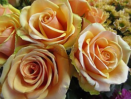 玫瑰,花的,浪漫