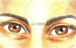 眼睛,图,纵向