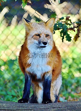 福克斯,红狐狸,捕食