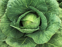 上校,白菜,蔬菜
