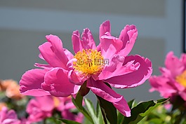 粉红色的花,花,粉红色