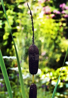 香蒲,水域,水生植物