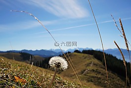 高球,蒲公英,天空