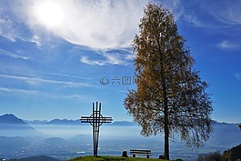 高球,fraxern,树