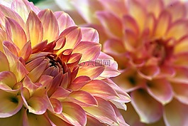 大丽花,鲜花,特写