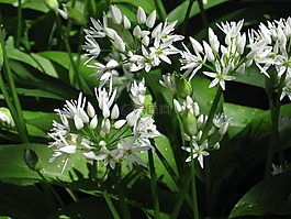 熊的大蒜,花园,开花