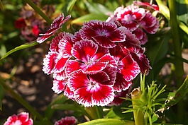 威廉甜,植物,鲜花