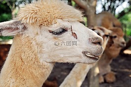 駱馬,動物,動物園