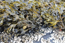 海草,植物,海