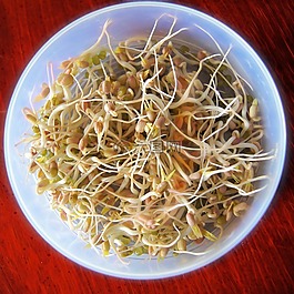 豆芽,萌芽,食品