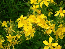 tutsan,草,野草