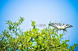 蝴蝶,稀缺燕尾,性质