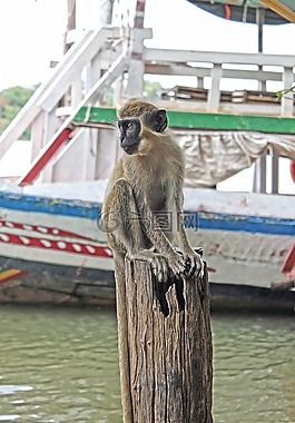 猴子,自然,可爱