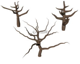 树,孤立,死了的植物