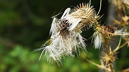 自然,植物区系,户外