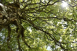 宏碁 pseudoplatanus,山枫叶,枫叶