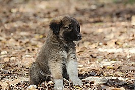 小狗,黑狗,性质